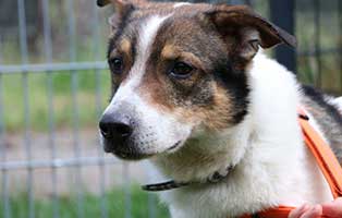 hund bobby notfall08