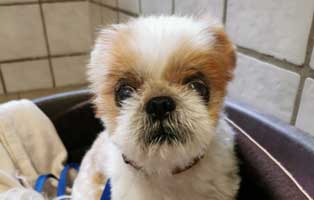 hund elvis vernachlaessigt portrait