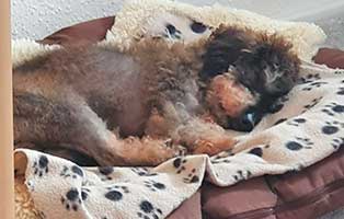 hund locke zuhause gefunden schlaeft