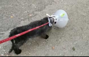 hund omi sunny genesen