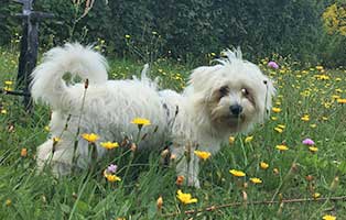 hund paulchen zuhause gefundn