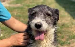 hund rumaenien samuel aufnahmepatenschaft