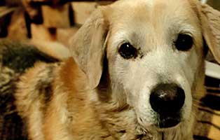 hund sly zuhause gefuden portrait