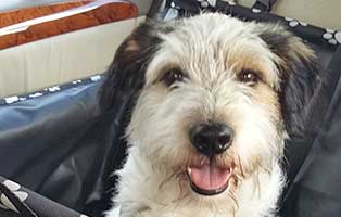 hund wilson zuhause gefunden portrait