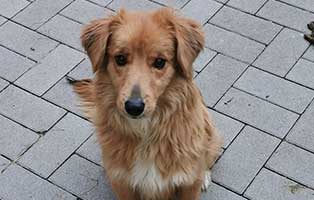 hund01 weiblich 8 monate aufnahmepaten