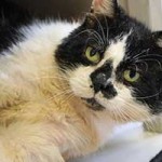 kater hubert notfall01