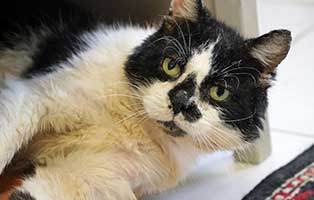 kater hubert notfall01