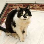 kater hubert notfall02