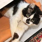 kater hubert notfall03