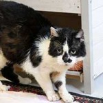 kater hubert notfall04