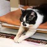 kater hubert notfall05