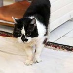 kater hubert notfall06