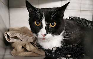 kater jochen beinbruch portrait