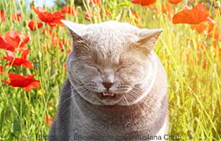 katze allergie umwelt wiese
