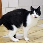 katze barbara notfall02