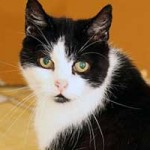 katze barbara notfall03