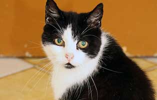 katze barbara notfall03