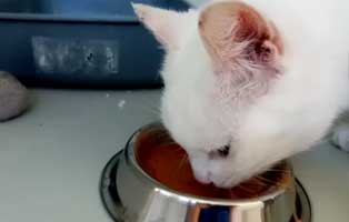 katze schneeflocke beschlagnahmt frisst