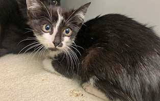 katzebaby bk196 21 weiblich