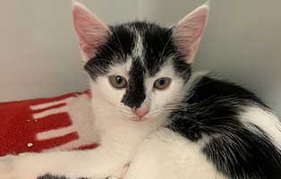 katzenbaby bk 228 21 start ins leben