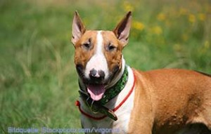 ratgeber bullterrier