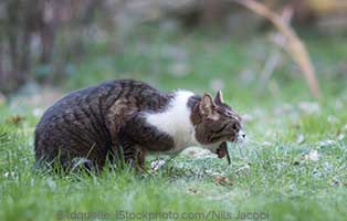 ratgeber katze futterallergie