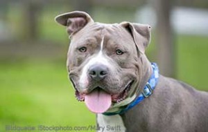 ratgeber pitbull terrier