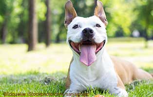 ratgeber staffordshire bullterrier