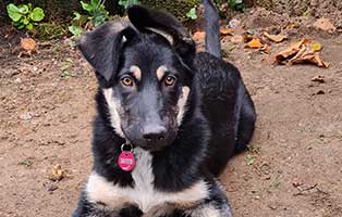 hund kiana zuhause gefunden liegt