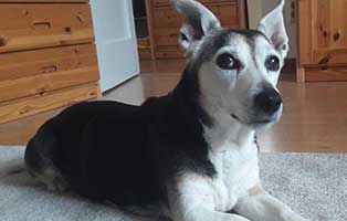 hund kyro zuhause gefunden schaut