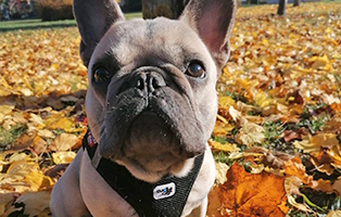 hund louis zuhause gefunden laub