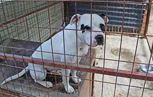 hund piroschka tierheim erfrohren