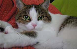 katze pipi gluecklich vermittelt portrait