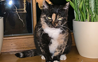 katze trudi zuhause gefunden fensterbank