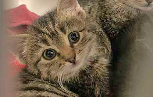 katzenbaby weiblich bk 249 21 start ins leben