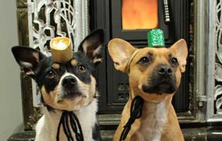 mr magoo weihnachtsbild pfote beitrag05