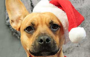 mr magoo weihnachtsbild pfote beitrag06