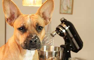 mr magoo weihnachtsbild pfote beitrag11