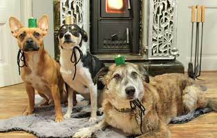 mr magoo weihnachtsbild pfote beitrag12