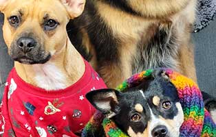 mr magoo weihnachtsbild pfote beitrag13