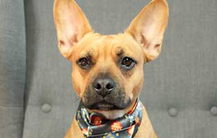 mr magoo weihnachtsbild pfote beitrag17