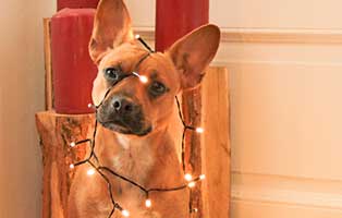 mr magoo weihnachtsbild pfote beitrag18