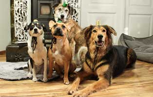 mr magoo weihnachtsbild pfote beitrag19