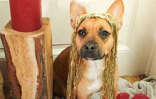 mr magoo weihnachtsbild pfote beitrag20