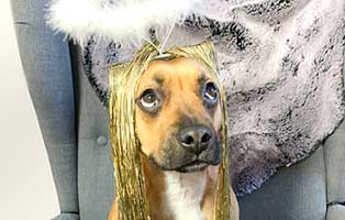 mr magoo weihnachtsbild pfote beitrag24