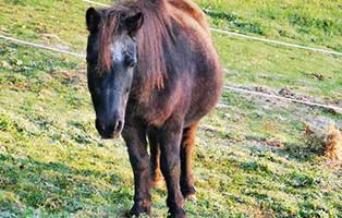 shettlandpony susi patentier01