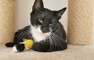 sieben katzen beschlagnahmt spielt