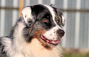 hund balou patentier05