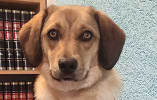 hund brenda zuhause gefunden