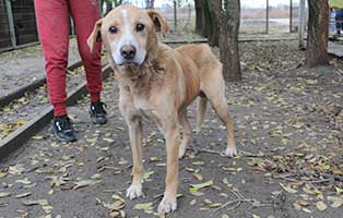 hund haver ungarn behandlung01